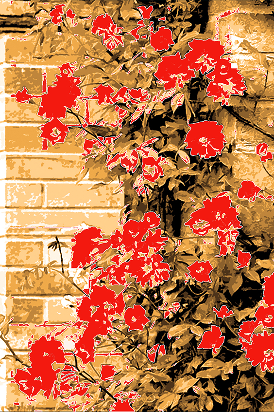 نگاه کن به آن‌همه رز